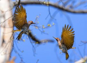 Northern Flickers. Photo by Hank Ohme