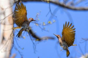 Northern Flickers. Photo by Hank Ohme.