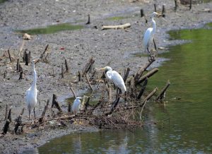 Wading Birds at MCNC. Photo by Hank Ohme