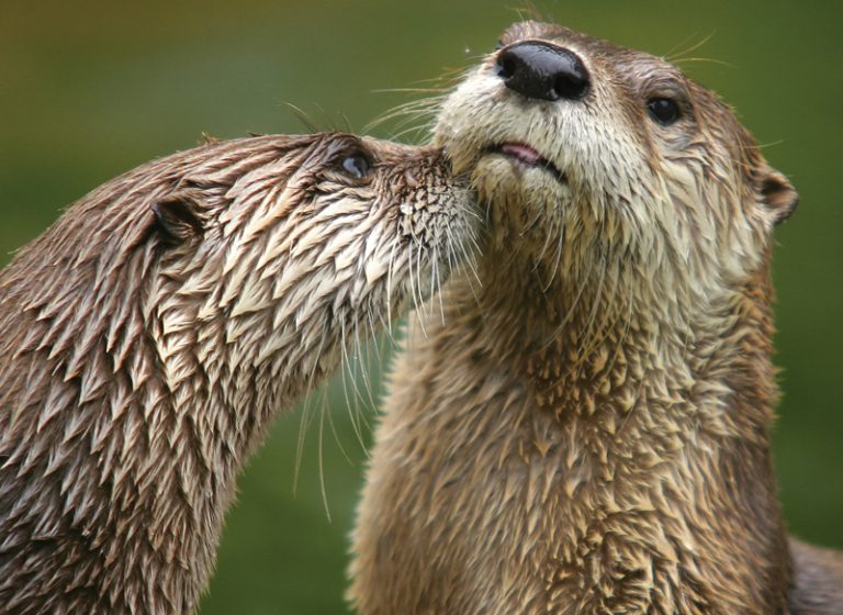 Otters Wildlife Federation