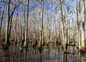 Tupelo Swamp. Photo by Hank Ohme.