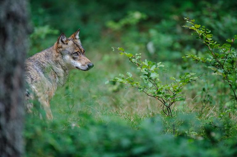 wolfhome Wildlife Federation