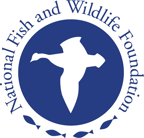 Flying Fish  National Wildlife Federation