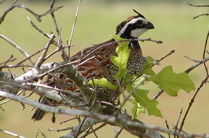 What’s Georgia without the Call of the Bobwhite?