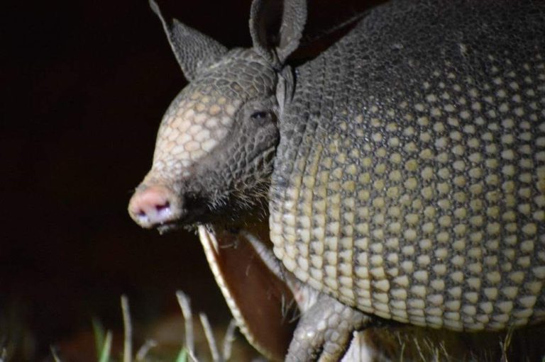Ninebanded Armadillo Protected from Nose to Tail Wildlife