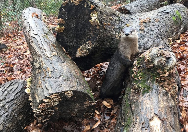 North American River Otters Watershed Heroes Wildlife Federation