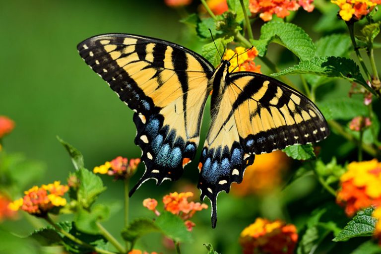 State Butterfly is a Beautiful Sight - Georgia Wildlife Federation