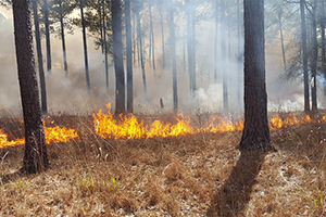 Habitat Management Tools of the Trade: Drip Torch