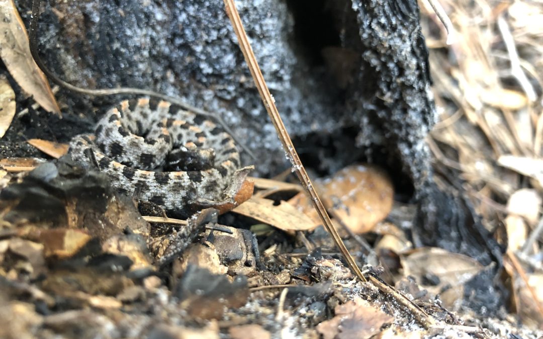 Pigmy Rattlesnake- The Little Ground Rattler