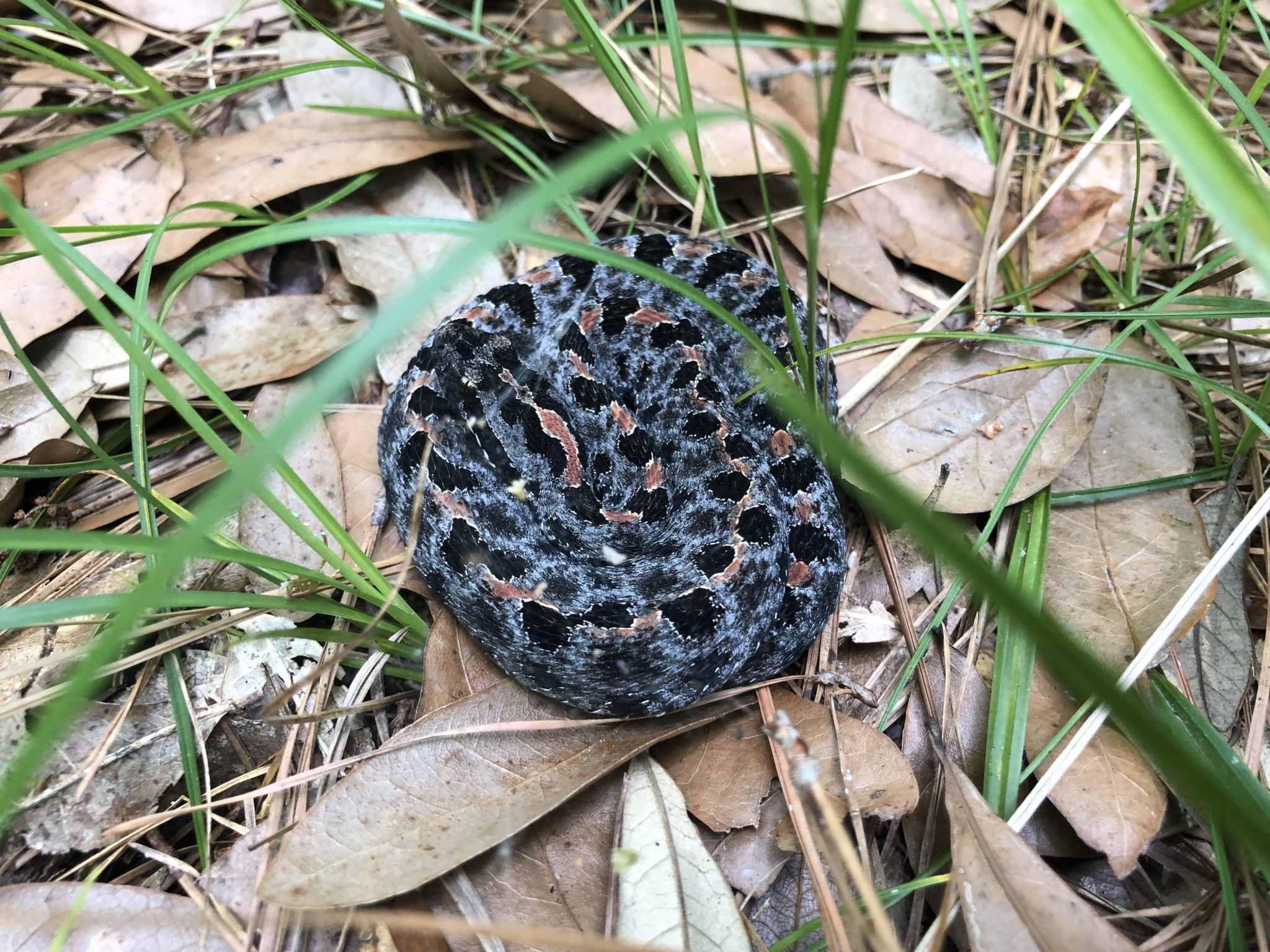 pigmy-rattlesnake-the-little-ground-rattler-georgia-wildlife-federation