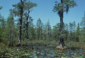House Subcommittee Hears Testimony on Value of Okefenokee Swamp Despite No Opportunity for a Vote