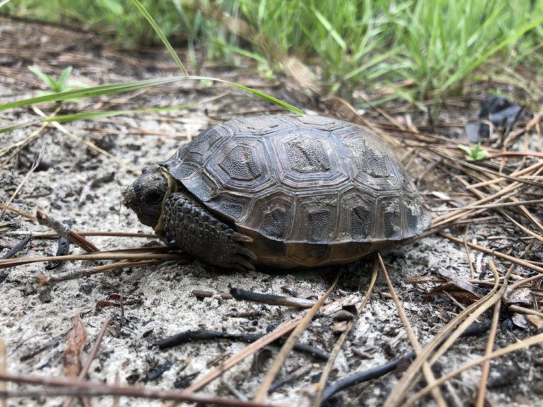 Gopher Tortoise - Building a House for 360+ Species - Georgia Wildlife ...