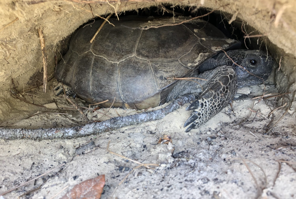 Gopher Tortoise – Building a House for 360+ Species