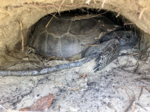 Adult Gopher Tortoise within burrow