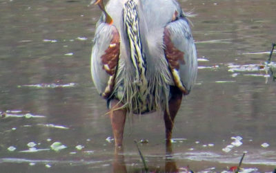 Great Blue Heron – Not Always Blue!