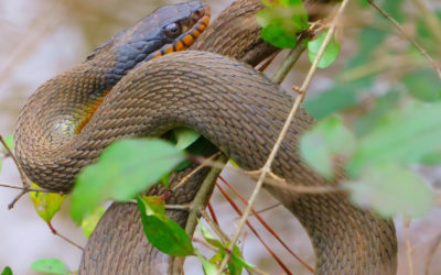 Red-bellied Watersnake