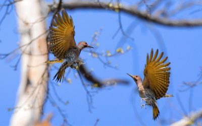 The Northern Flicker- The Anteaters of the Sky