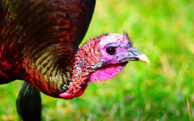 The Wild Turkey- Almost the Nation’s Bird