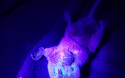 Glowing Gopher Discovery Illuminates Questions about Natural History of Mammals