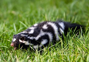 Stinky Handstands and Other Eastern Spotted Skunk Facts