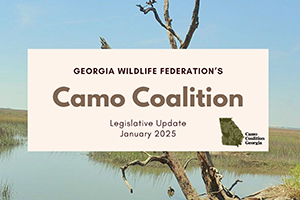 Camo Coalition Legislative Update: January 2025